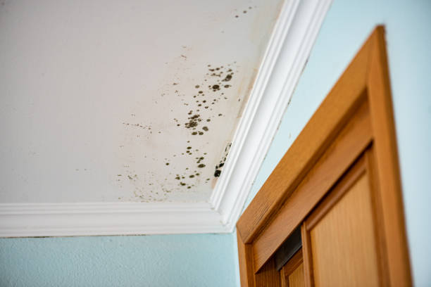 Best Air Quality Testing for Mold Spores  in Lowell, AR